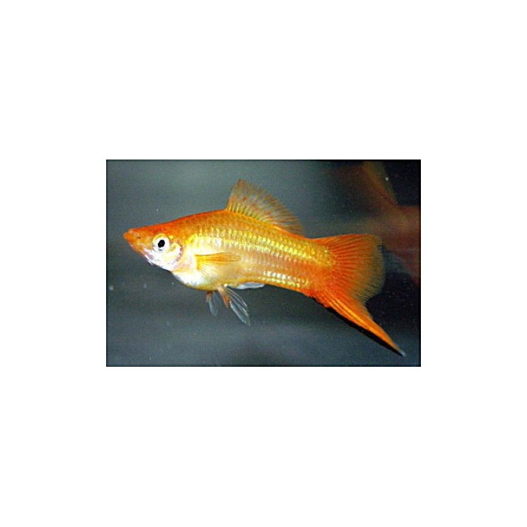 Xiphophorus helleri golden commet - imagine 3